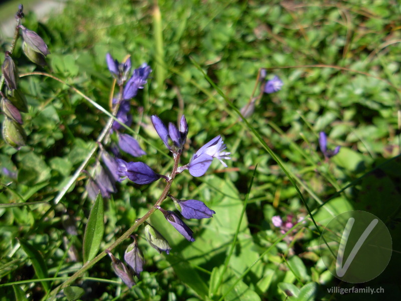 Bittere Kreuzblume: Übersicht